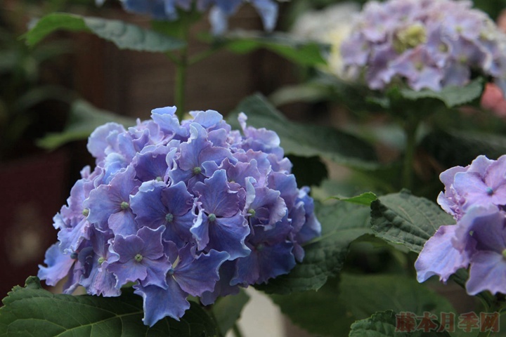 蓝色绣球花花语到底是什么 蓝色绣球花花语到底是什么