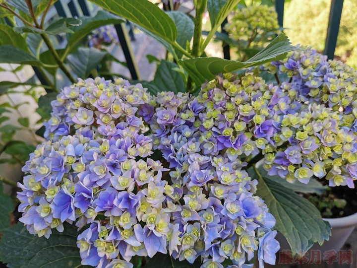 蓝色绣球花花语到底是什么 蓝色绣球花花语到底是什么