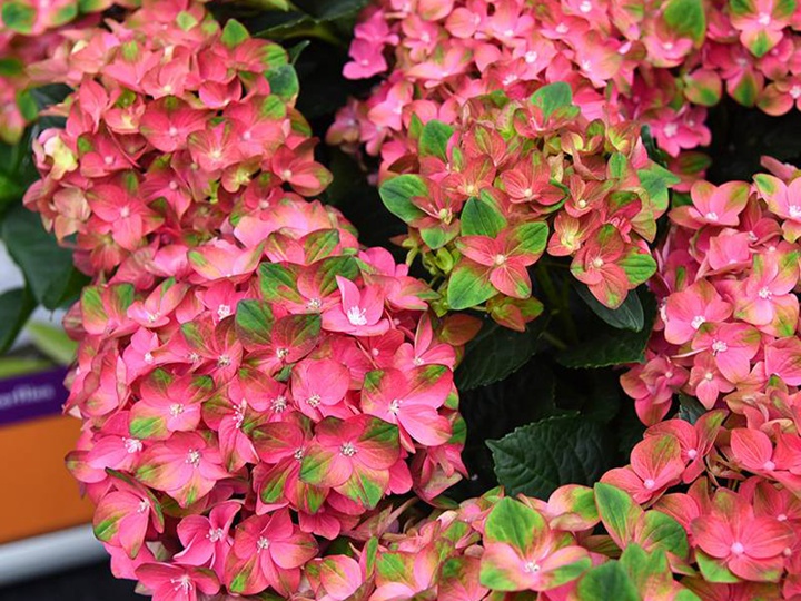 花火 花火