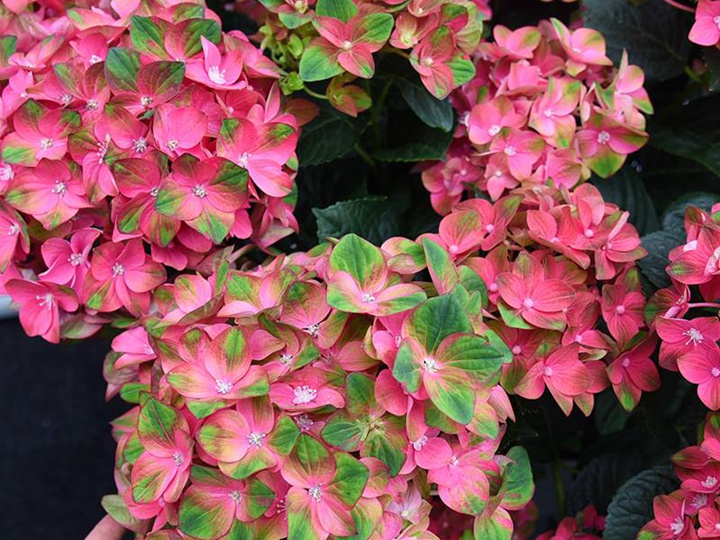 花火 花火