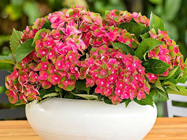 花火 花火