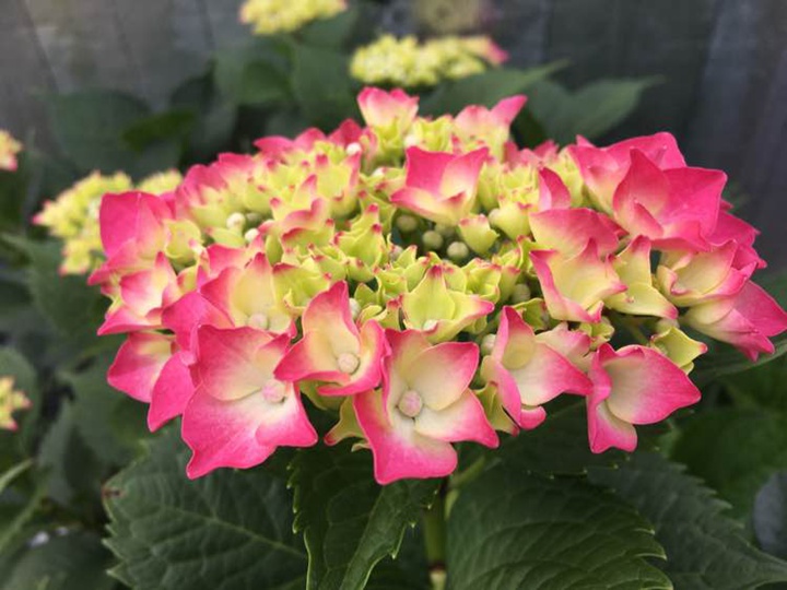 绣球花玫红妈妈的种植技巧 绣球花玫红妈妈的种植技巧