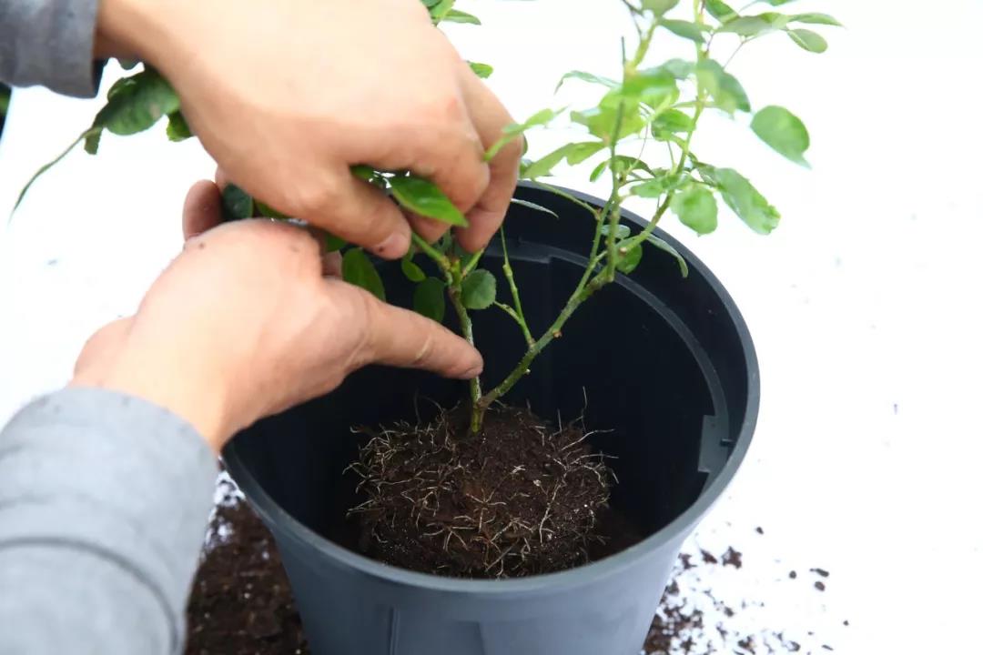 月季安全度夏指南 月季安全度夏指南