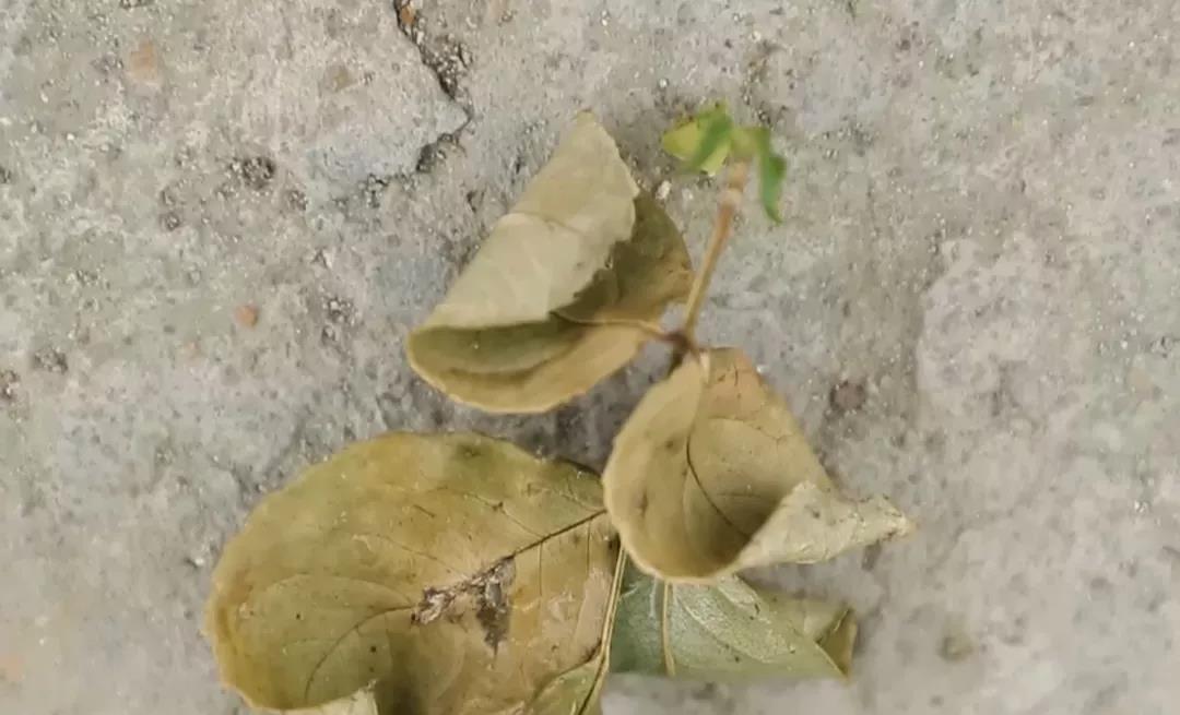 月季安全度夏指南 月季安全度夏指南