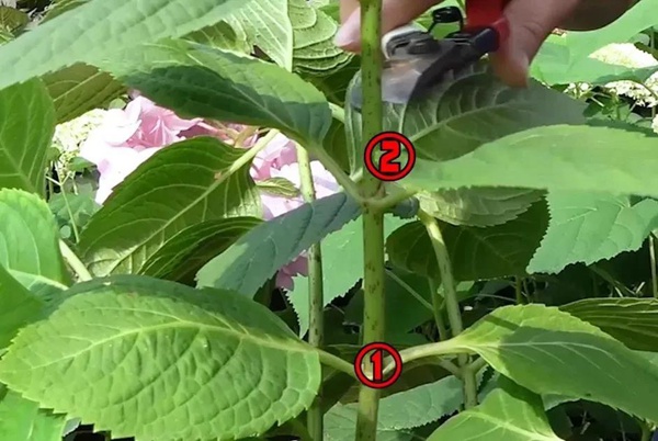 绣球花花后修剪及养护技巧 绣球花花后修剪及养护技巧