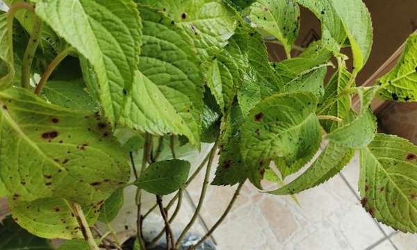 绣球花花后修剪及养护技巧 绣球花花后修剪及养护技巧