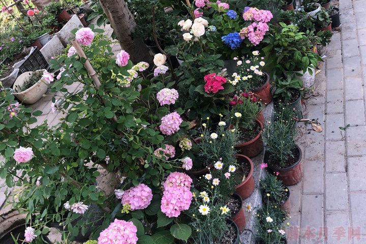 绣球花变色的原理是什么 绣球花变色的原理是什么