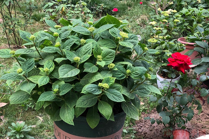 绣球花种植用什么土比较好 绣球花种植用什么土比较好