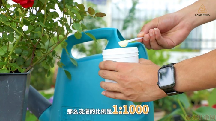 梅雨季节月季养护需要注意些什么? 梅雨季节月季养护需要注意些什么?