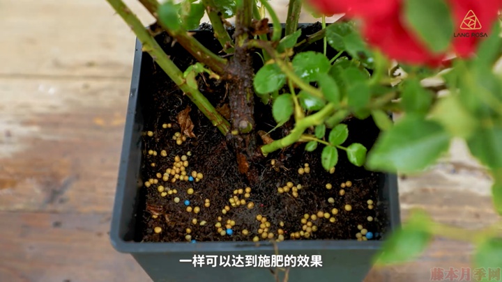 梅雨季节月季养护需要注意些什么? 梅雨季节月季养护需要注意些什么?