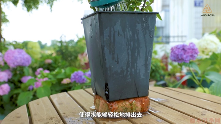 梅雨季节月季养护需要注意些什么? 梅雨季节月季养护需要注意些什么?