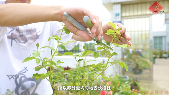 梅雨季节月季养护需要注意些什么? 梅雨季节月季养护需要注意些什么?