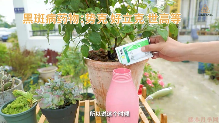 梅雨季节月季养护需要注意些什么? 梅雨季节月季养护需要注意些什么?