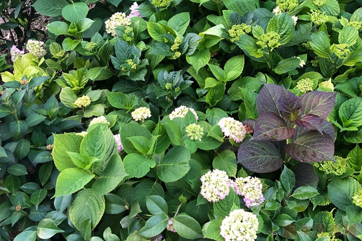 白色绣球花的花语是什么 白色绣球花的花语是什么