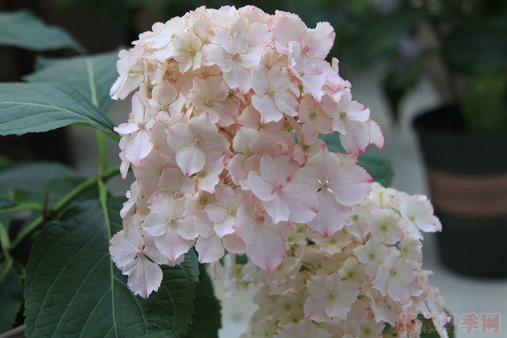 白色绣球花的花语是什么 白色绣球花的花语是什么