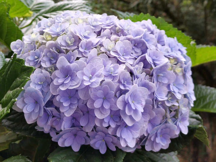 花手鞠 花手鞠