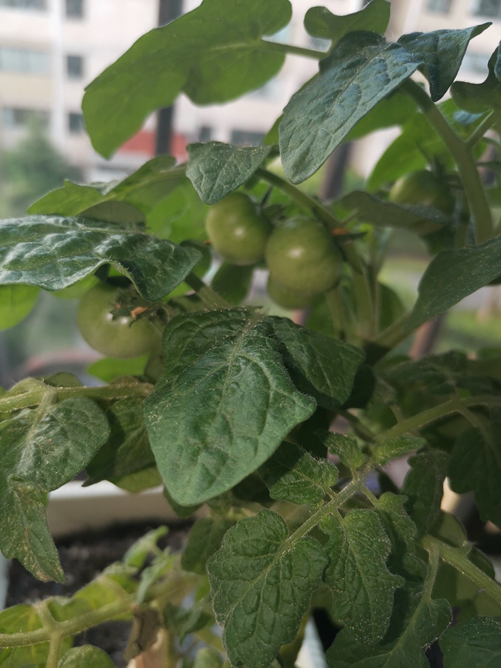 盆栽番茄 盆栽番茄