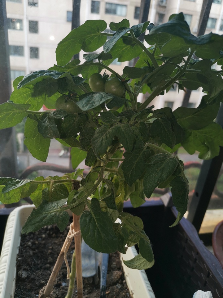 盆栽番茄 盆栽番茄