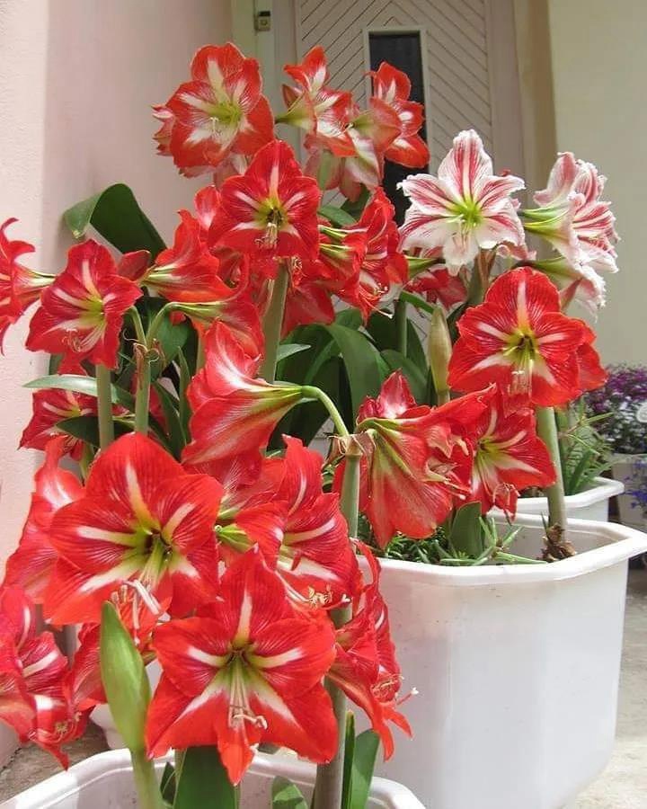 适合花园种植的球根植物都有哪些? 适合花园种植的球根植物都有哪些?