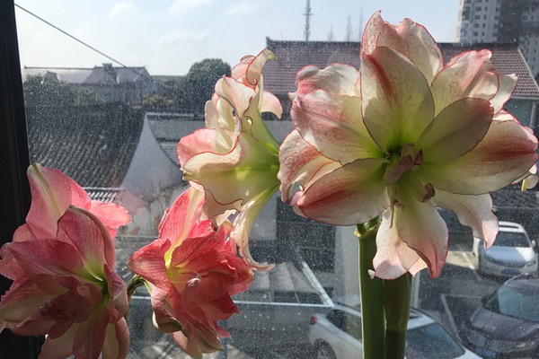 朱顶红 朱顶红