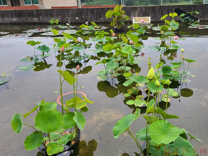 碗莲 碗莲为什么不开花,碗莲不开花的原因有哪些?