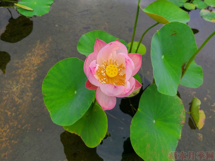 碗莲 碗莲为什么不开花,碗莲不开花的原因有哪些?