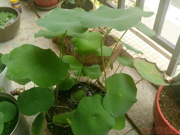 碗莲 碗莲为什么不开花,碗莲不开花的原因有哪些?