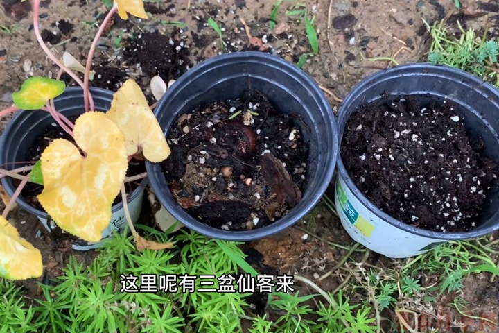 仙客来 仙客来
