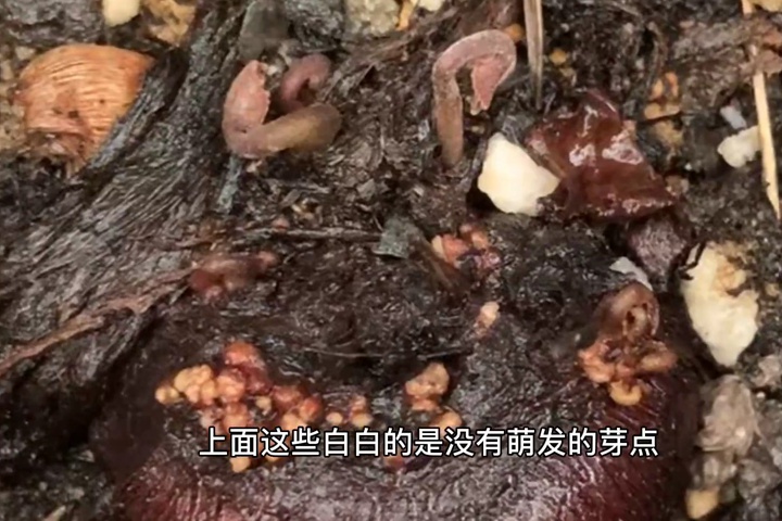 仙客来 仙客来