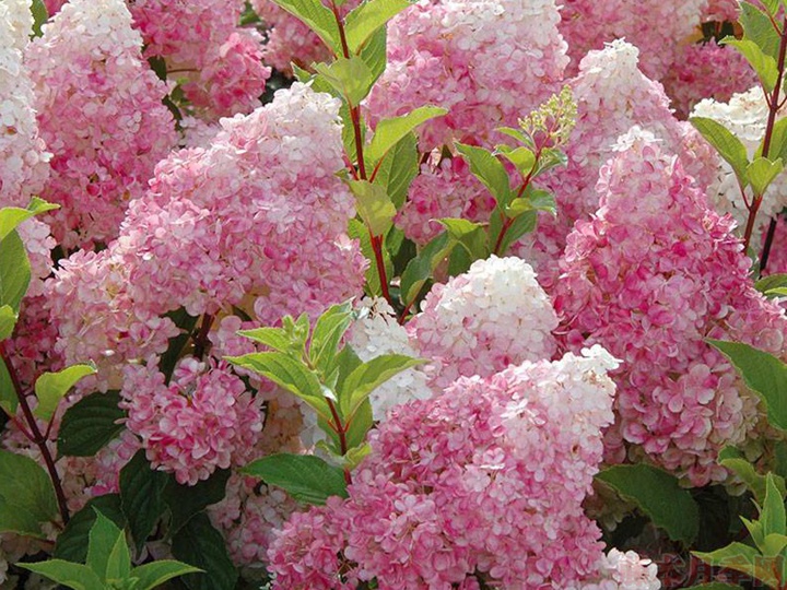 草莓冰淇淋 草莓冰淇淋