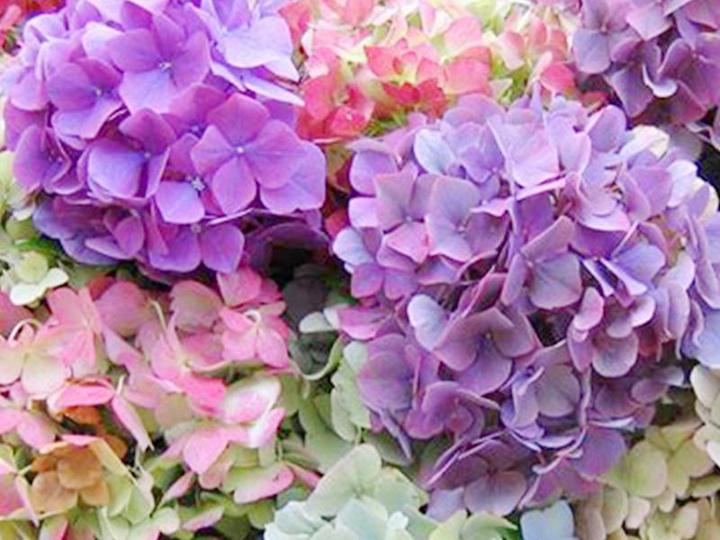 王子-绣球花 王子-绣球花