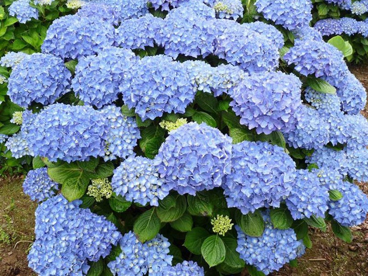 亚当绣球花 亚当绣球花