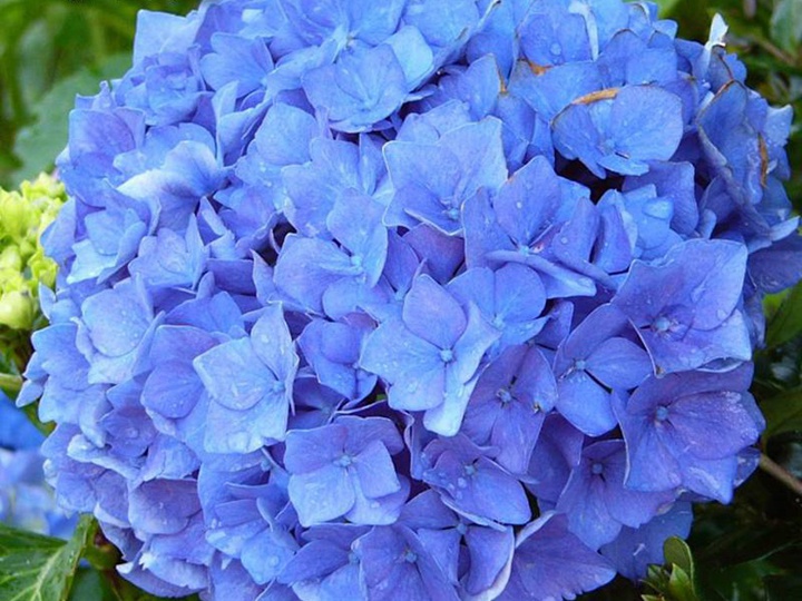 亚当绣球花 亚当绣球花
