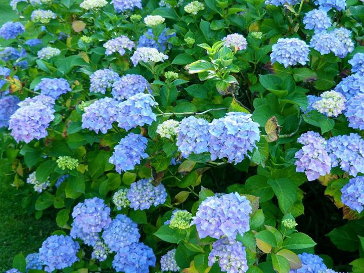 亚当绣球花 亚当绣球花