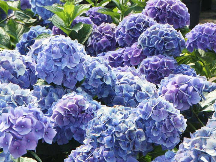 珍珠岛 珍珠岛