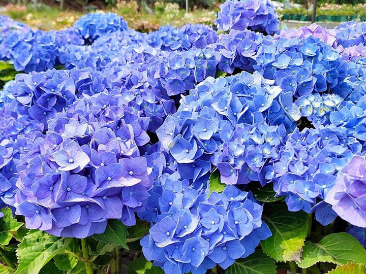 珍珠岛 珍珠岛