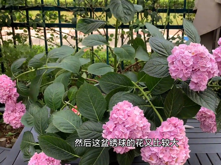 雨后绣球倒伏怎么办? 雨后绣球倒伏怎么办?