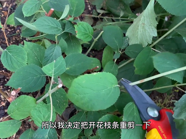 粉色贝拉安娜 粉色贝拉安娜