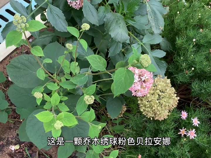 粉色贝拉安娜 粉色贝拉安娜