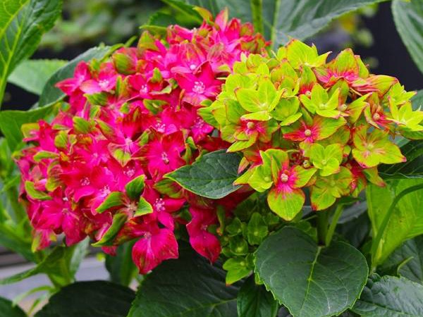 万花筒 万花筒