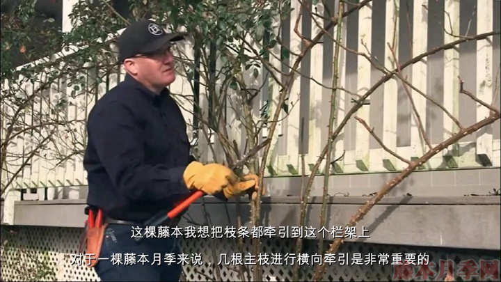 如何正确的修剪和牵引大藤本月季 如何正确的修剪和牵引大藤本月季