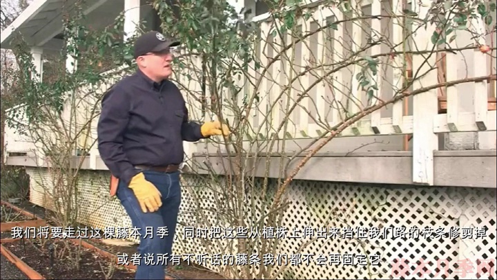 如何正确的修剪和牵引大藤本月季 如何正确的修剪和牵引大藤本月季