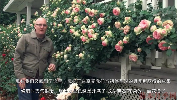 如何正确的修剪和牵引大藤本月季 如何正确的修剪和牵引大藤本月季