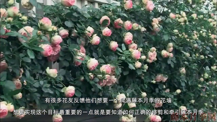 如何正确的修剪和牵引大藤本月季 如何正确的修剪和牵引大藤本月季