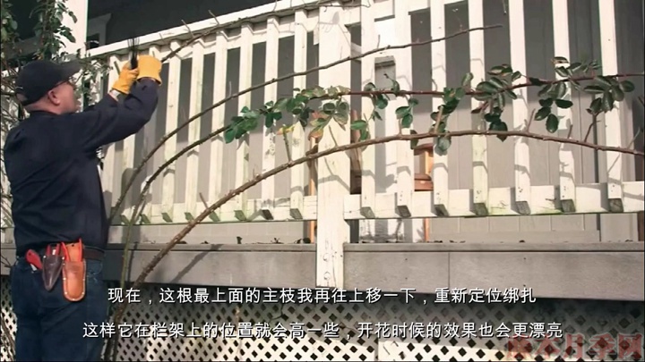 如何正确的修剪和牵引大藤本月季 如何正确的修剪和牵引大藤本月季