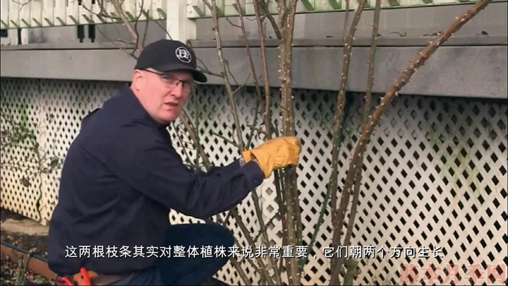 如何正确的修剪和牵引大藤本月季 如何正确的修剪和牵引大藤本月季