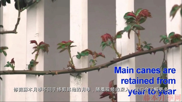 如何正确的修剪和牵引大藤本月季 如何正确的修剪和牵引大藤本月季