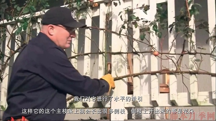 如何正确的修剪和牵引大藤本月季 如何正确的修剪和牵引大藤本月季