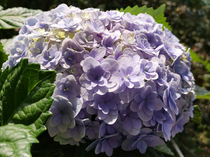 花手鞠 花手鞠