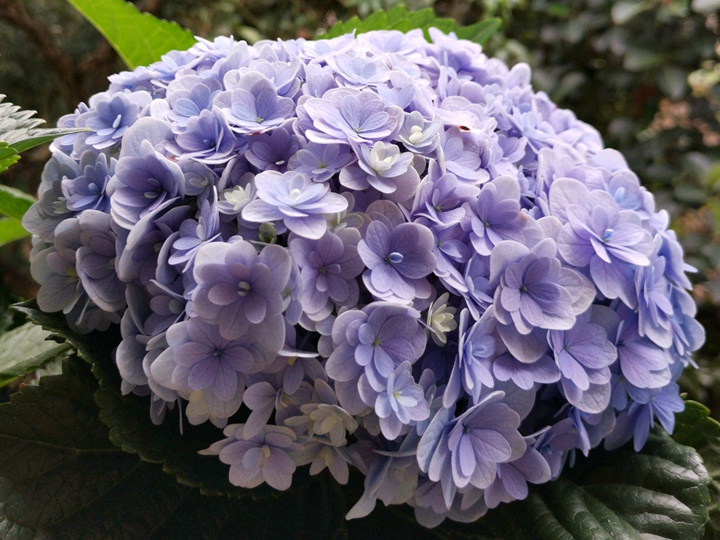 花手鞠 花手鞠